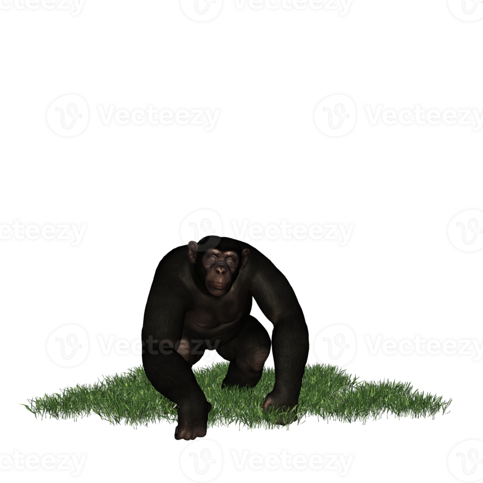 chimpanzee isolated 3d png