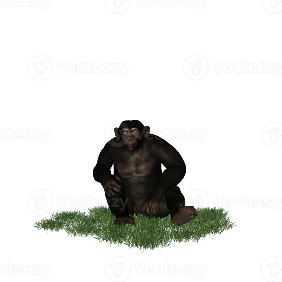 chimpanzee isolated 3d png