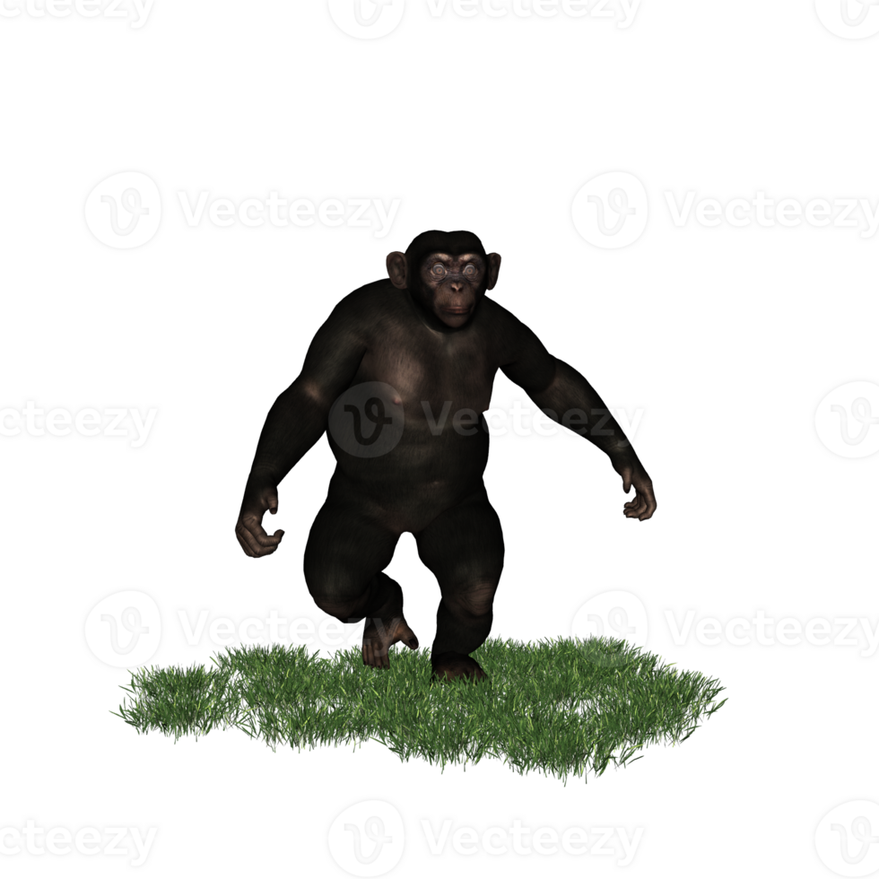 chimpanzee isolated 3d png