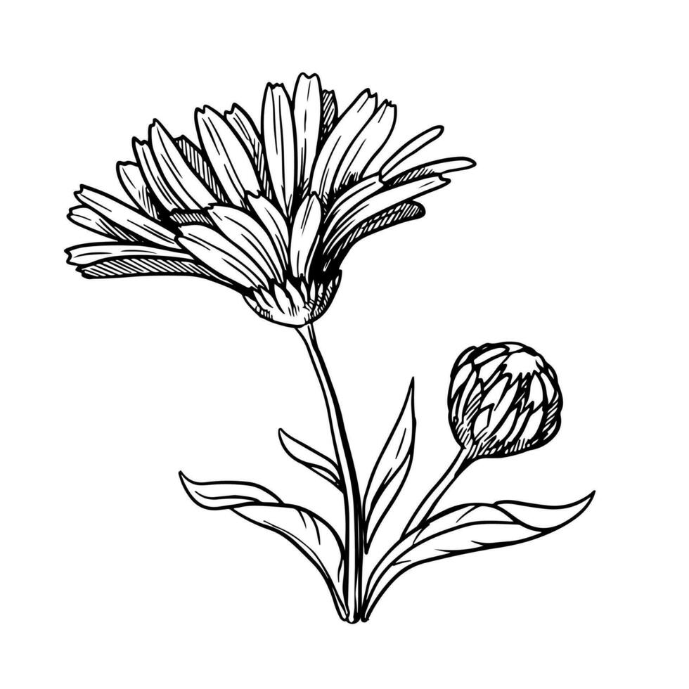 Calendula flower line drawing. Outline floral design elements isolated on white background, vector illustration. Ingredient for herbal tea, medicinal cosmetic preparations. Summer season garden flower