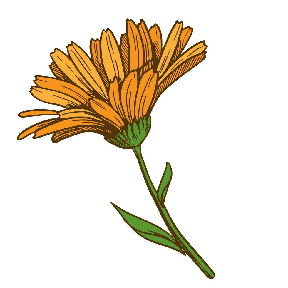 Calendula flower line drawing. Floral design elements isolated on white background, vector illustration. Ingredient for herbal tea, medicinal cosmetic preparations.