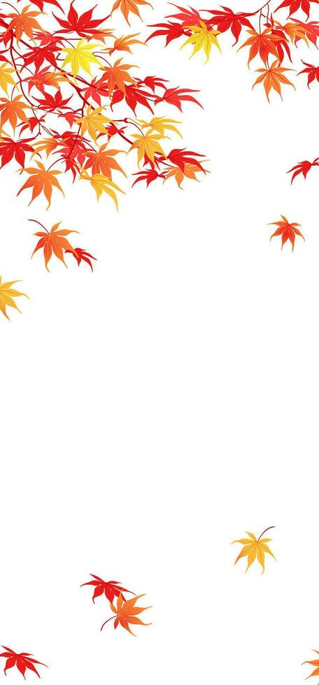 Branches with red and yellow leaves in October. Autumn branches of Japanese maple on a white background. Vertical composition in a flat style. Vector. vector