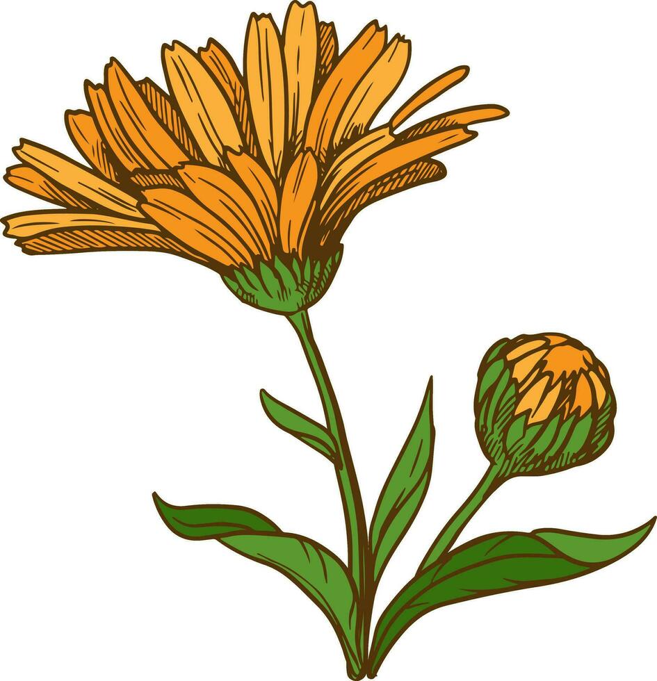 Calendula flower line drawing. Floral design elements isolated on white background, vector illustration. Ingredient for herbal tea, medicinal cosmetic preparations.