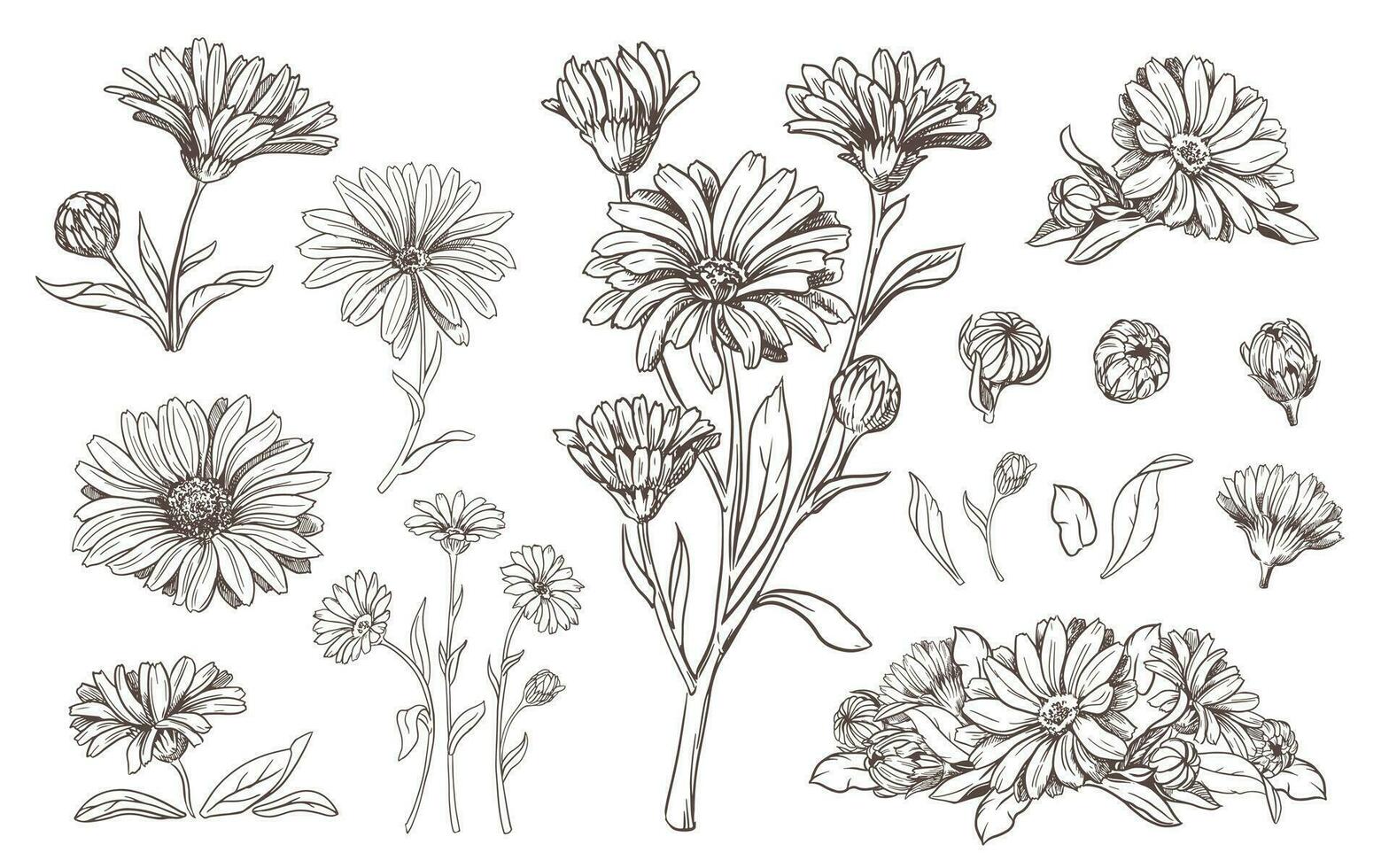 Drawing of the line of a calendula flower. Contour elements isolated on a white background. Vector set. An ingredient for herbal tea, medicinal and cosmetic preparations.