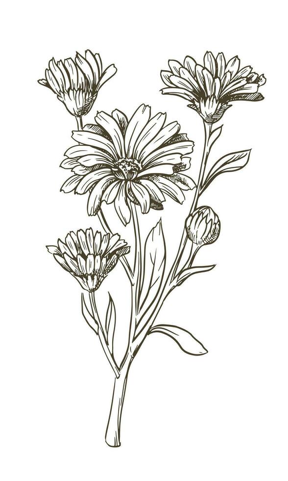 Drawing of the line of a calendula flower. Contour elements of floral design isolated on a white background, vector illustration. An ingredient for herbal tea, medicinal and cosmetic preparations.