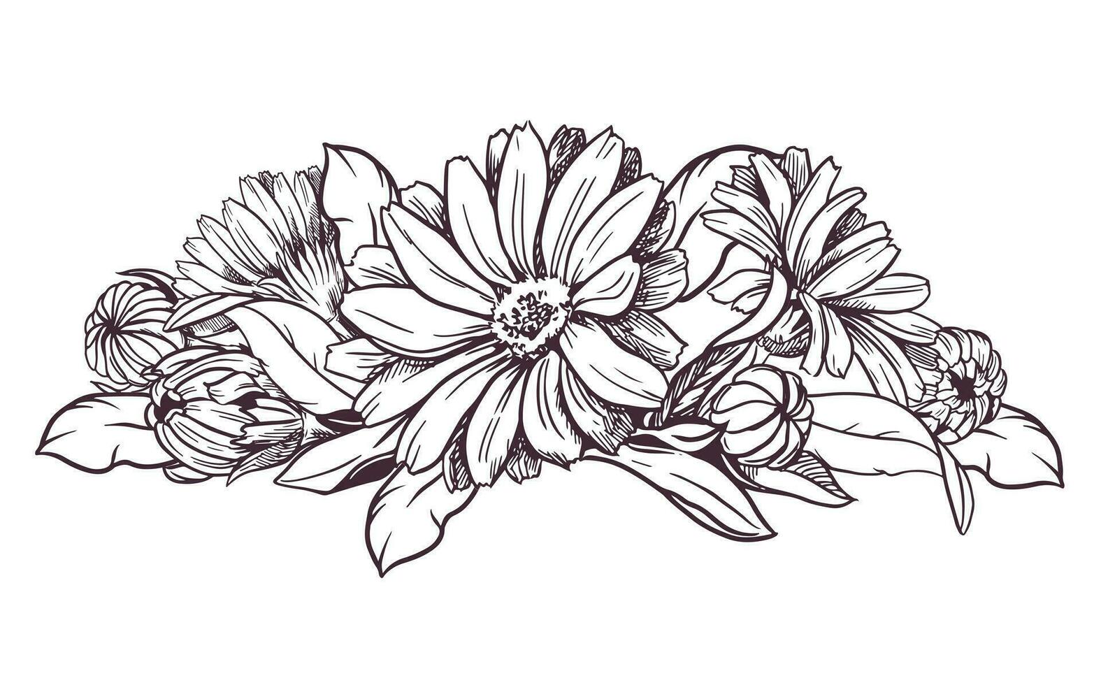 Drawing of the line of a calendula flower. Contour elements of floral design isolated on a white background, vector illustration. An ingredient for herbal tea, medicinal and cosmetic preparations.