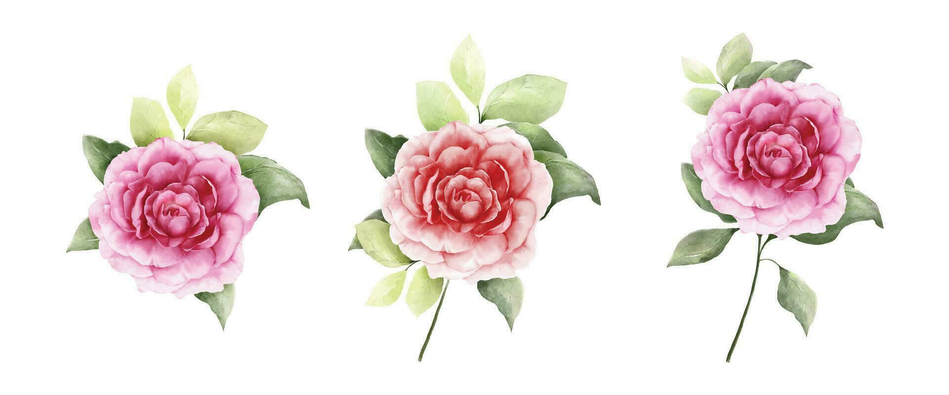 Set of rose bouquet watercolor isolated on white background vector