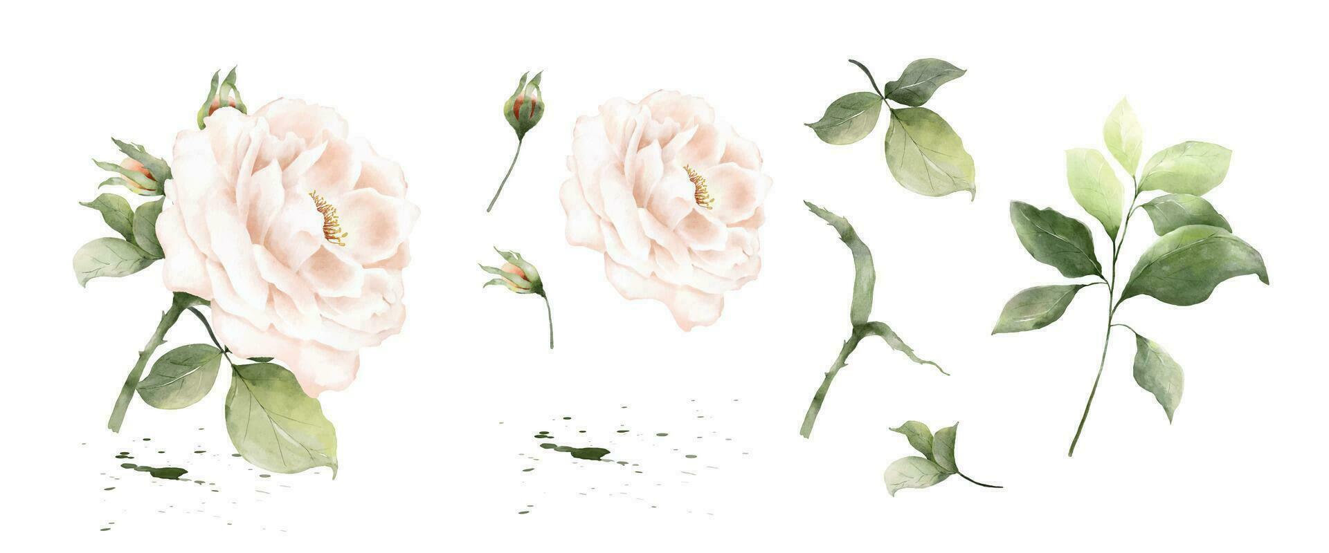 Set of rose bouquet watercolor elements isolated on white background vector