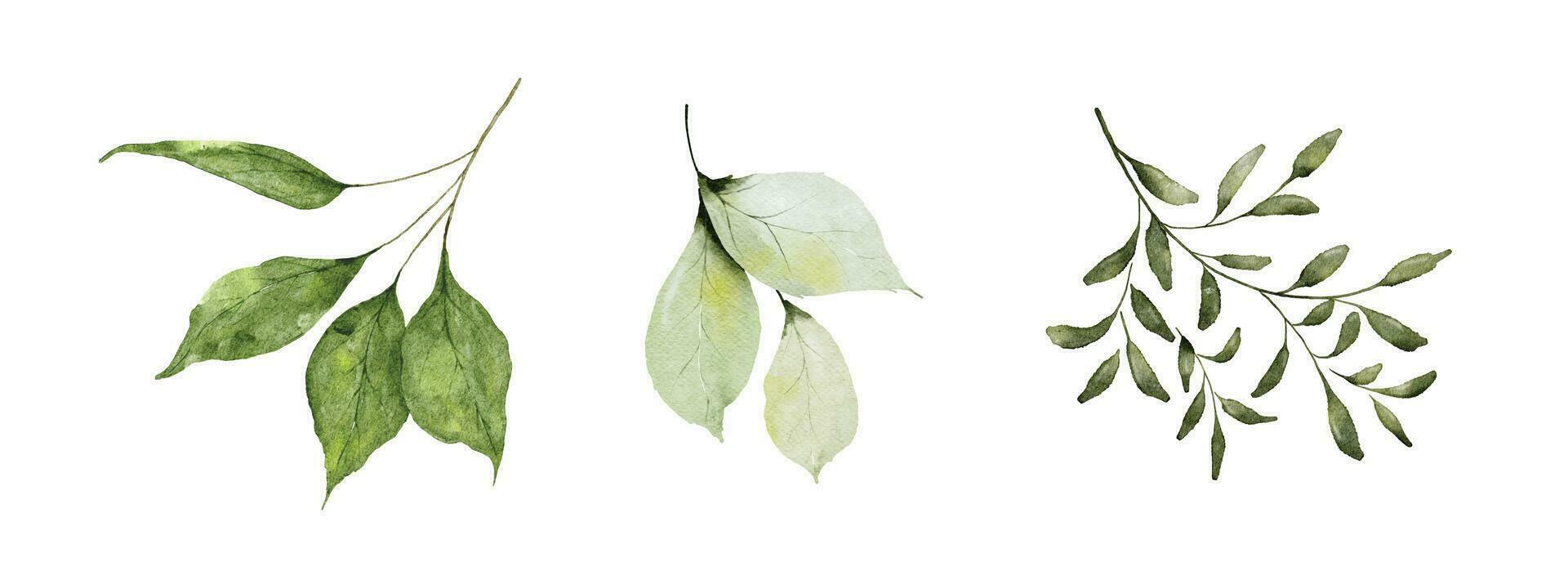 conjunto de acuarela verde hojas elementos vector