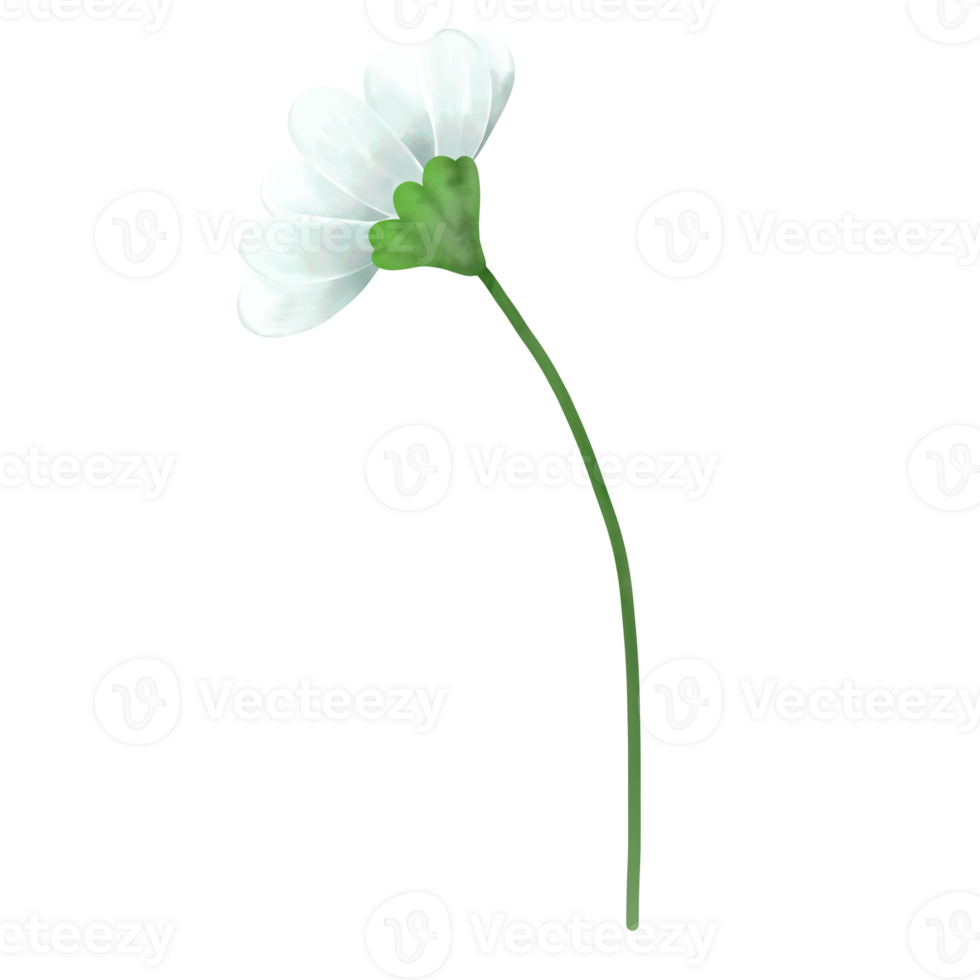Hand draw flowers. png