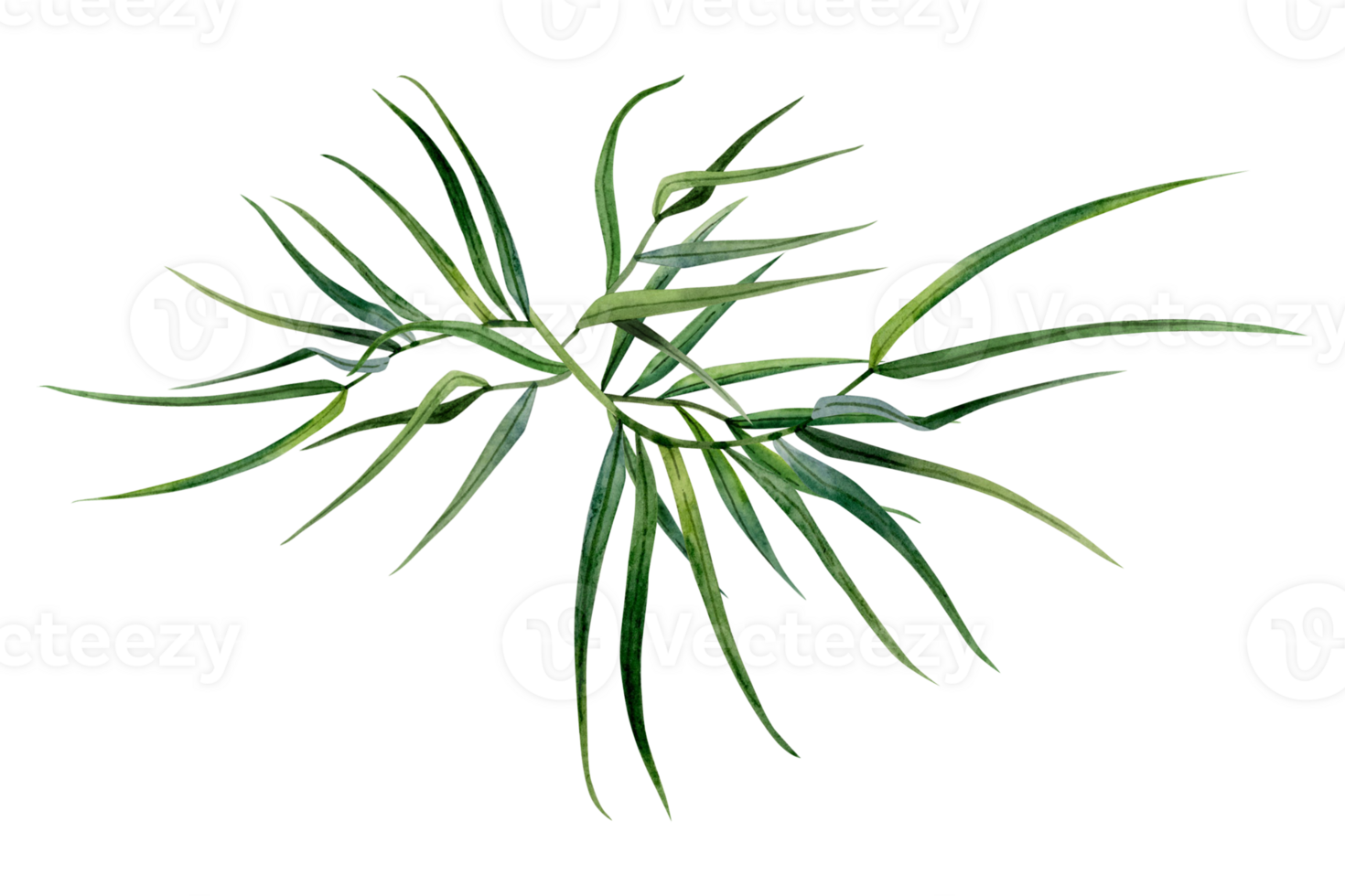 Abstract bamboo branches with leaves watercolor illustration. Tropical nature hand drawn clipart for Asian culture designs png