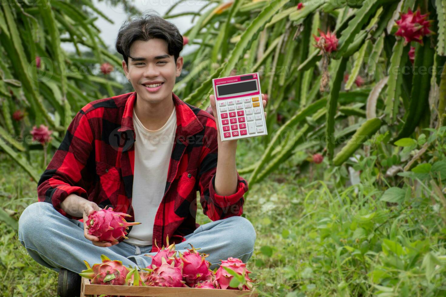Young adult fruit vendor in plaid shirt is testing quality of dragon fruits and using a calculator to calculate the price of the fruits before trading with garden owner in a local dragon fruit garden. photo