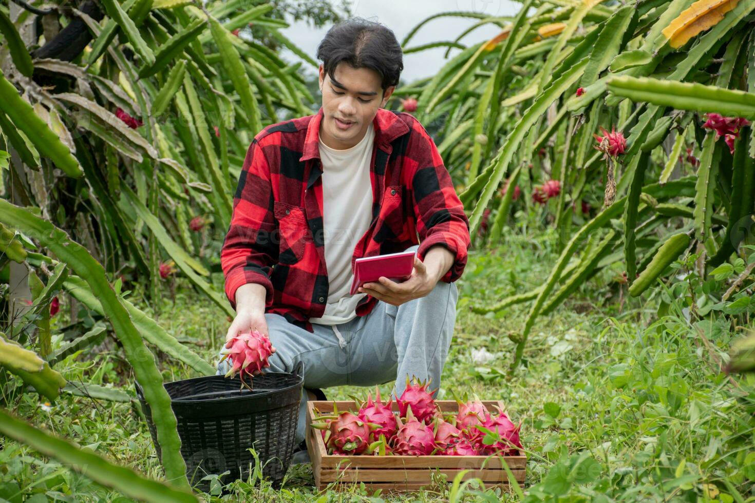 Young adult fruit vendor in plaid shirt is testing quality of dragon fruits and using a calculator to calculate the price of the fruits before trading with garden owner in a local dragon fruit garden. photo