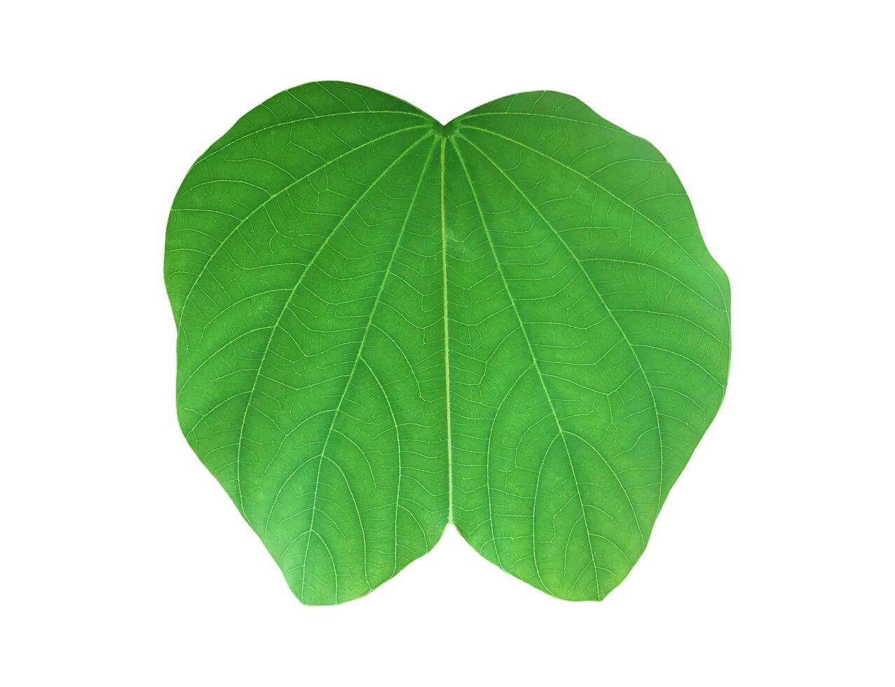 Bauhinia variegata leaf isolated on white background with clipping paths. photo