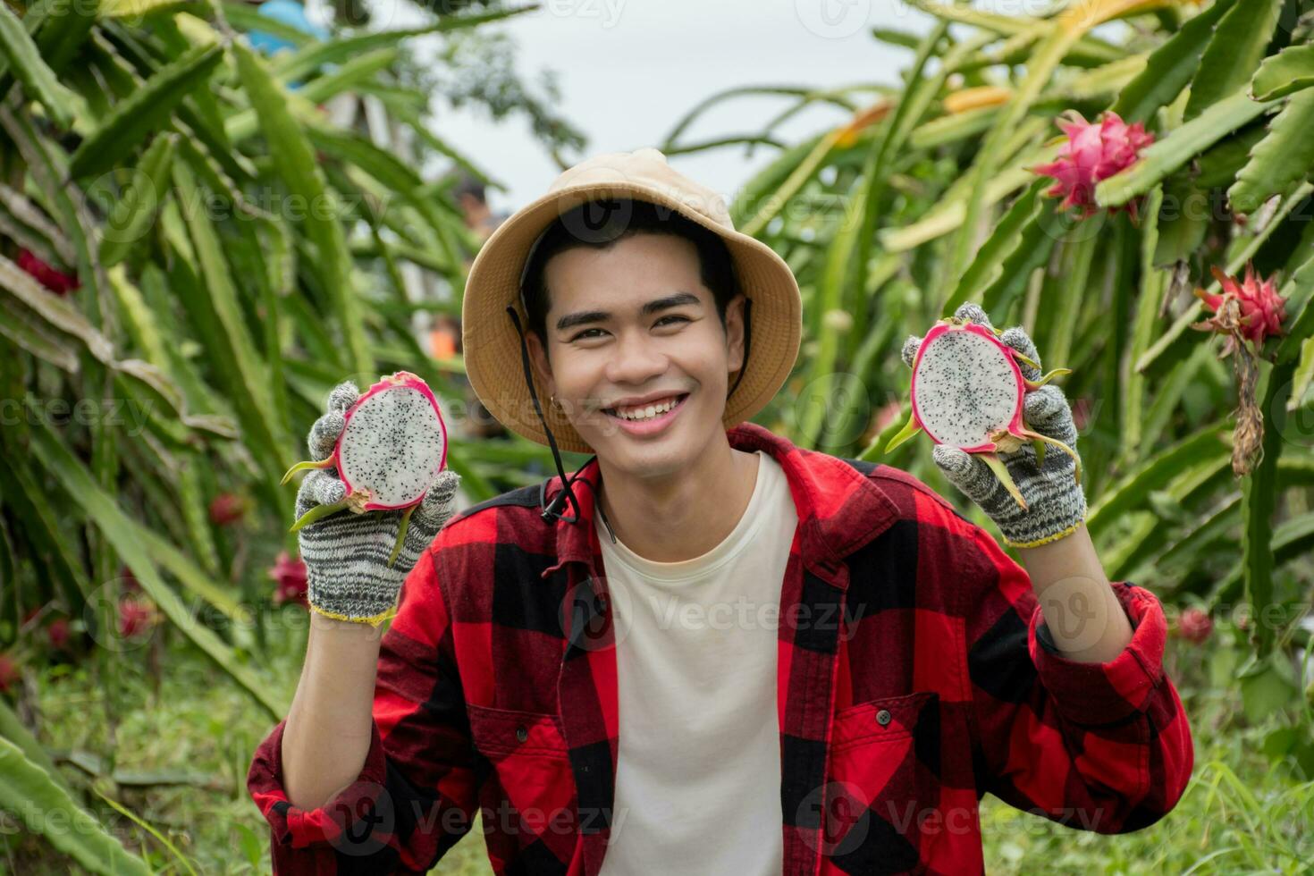 Young adult fruit vendor in plaid shirt is testing quality of dragon fruits by slicing half of fruit before trading with garden owner in a local dragon fruit garden. photo