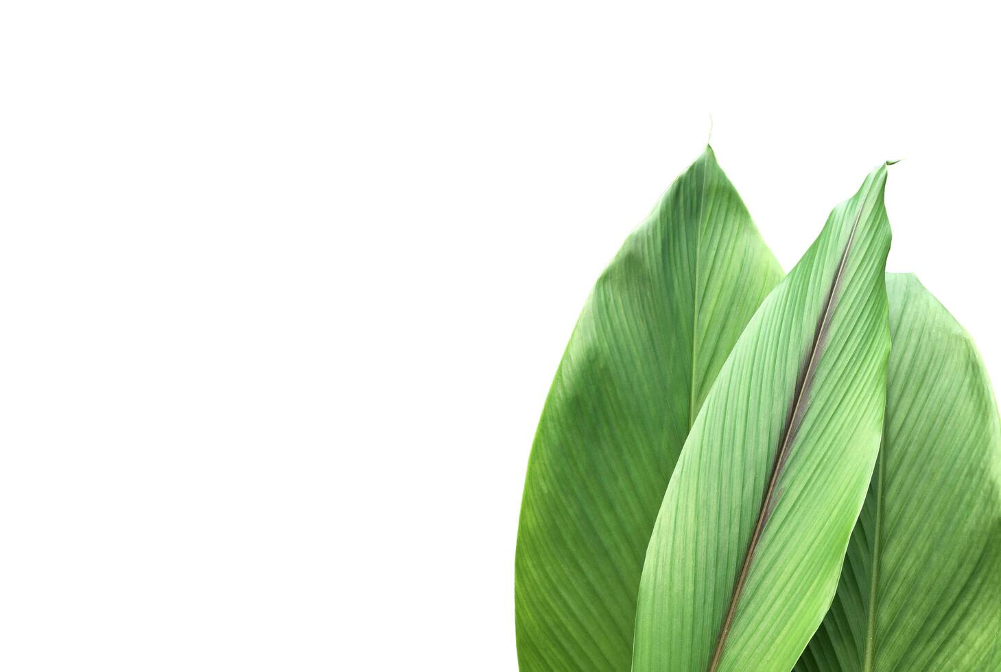 Turmeric leaf isolated on white background with clipping paths. photo