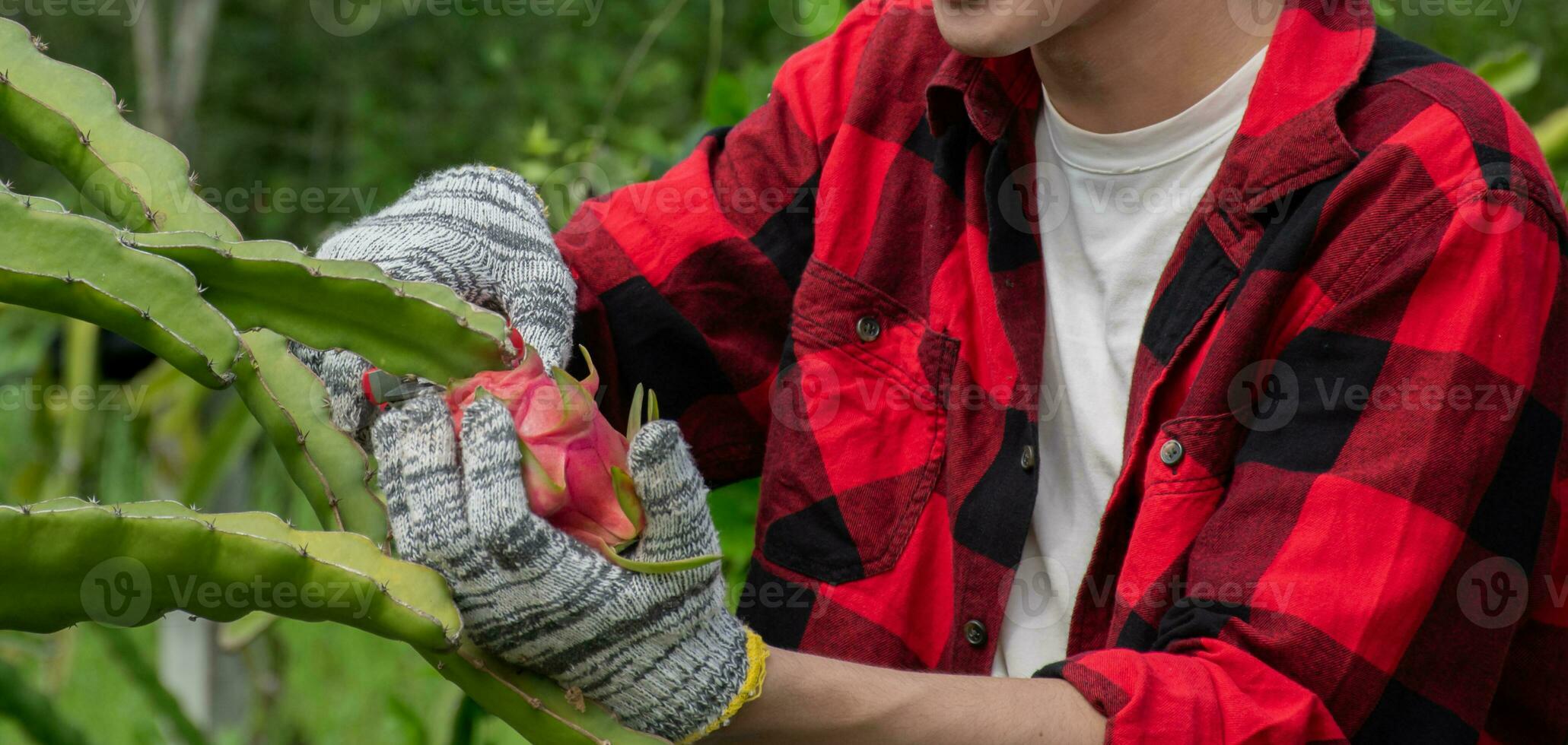 Asian young male gardener holding pruning shears and picking dragon fruit or pitaya at his own garden, soft and selective focus, concept for young smart farmer and happy life of young gardeners. photo