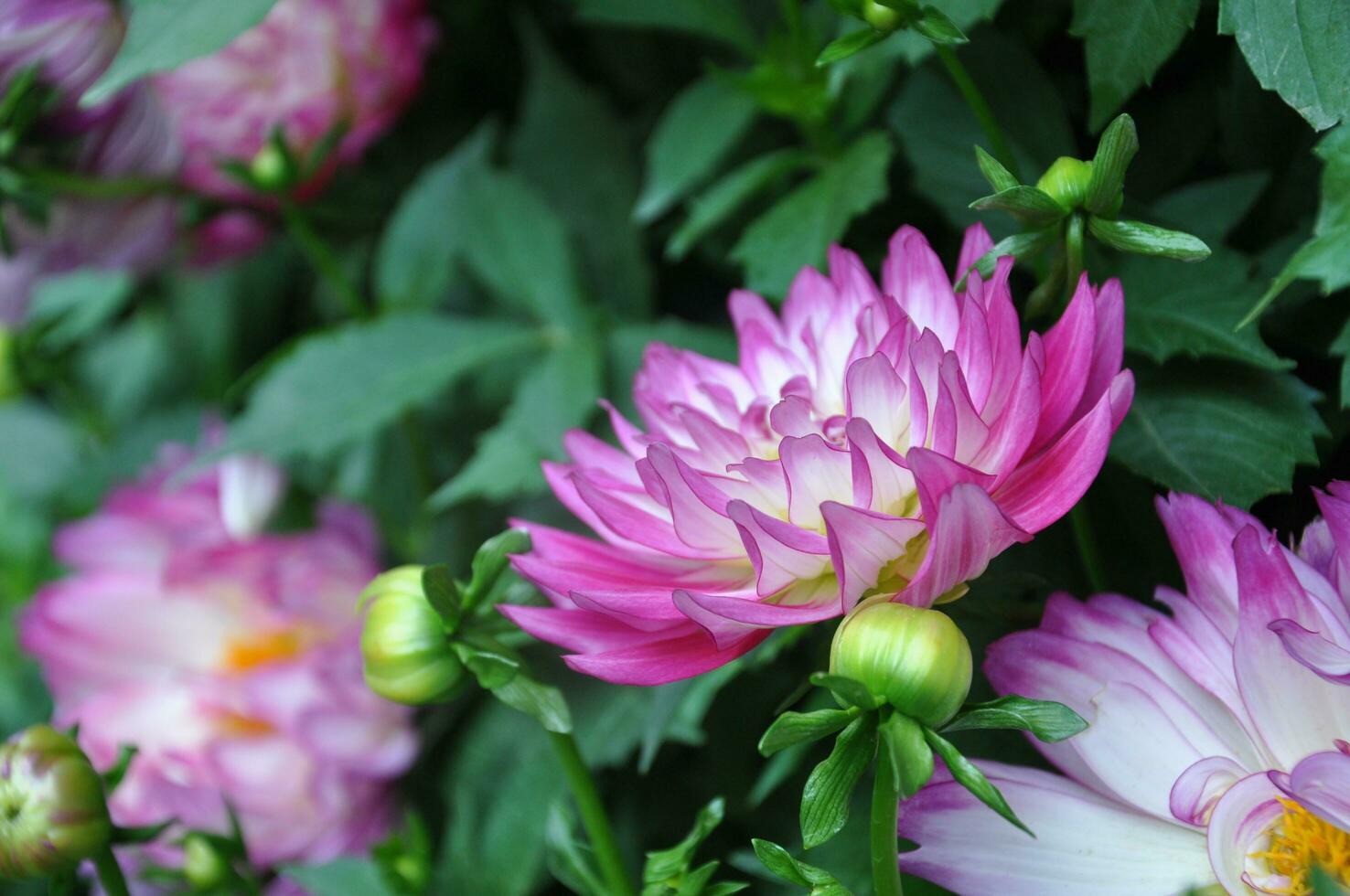 Pink daisy chrysanthemum flowers, blurred chrysanthemum flower garden background, soft and selective focus, pink flower wallpaper concept. photo