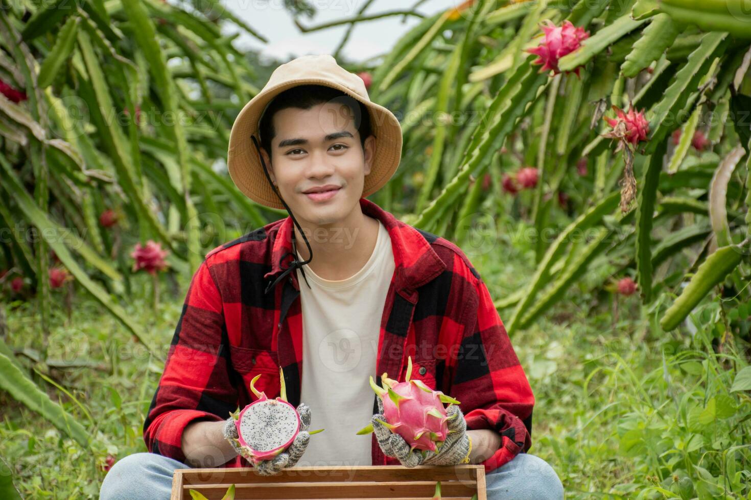 Young adult fruit vendor in plaid shirt is testing quality of dragon fruits by slicing half of fruit before trading with garden owner in a local dragon fruit garden. photo