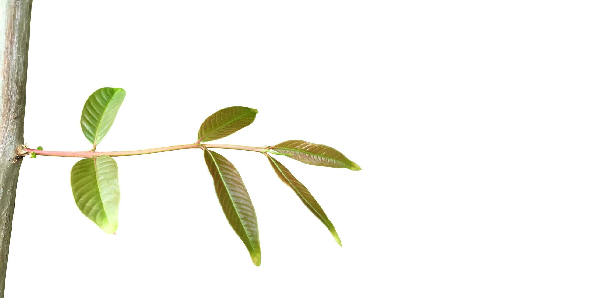 Crape myrtle leaf isolated on white background with clipping paths. photo