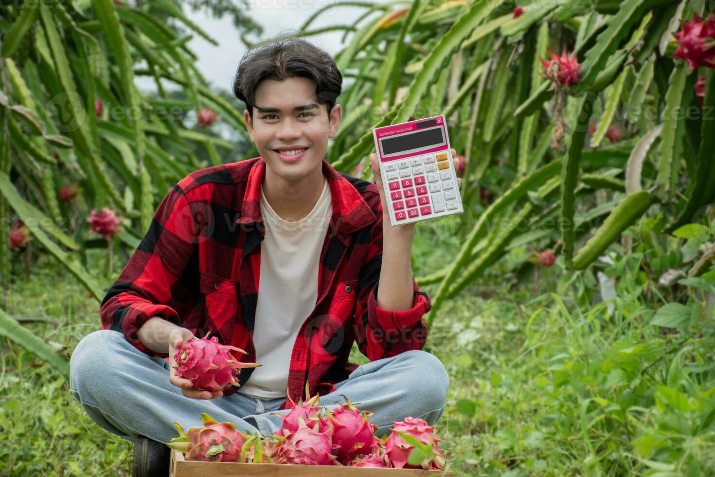Young adult fruit vendor in plaid shirt is testing quality of dragon fruits and using a calculator to calculate the price of the fruits before trading with garden owner in a local dragon fruit garden. photo