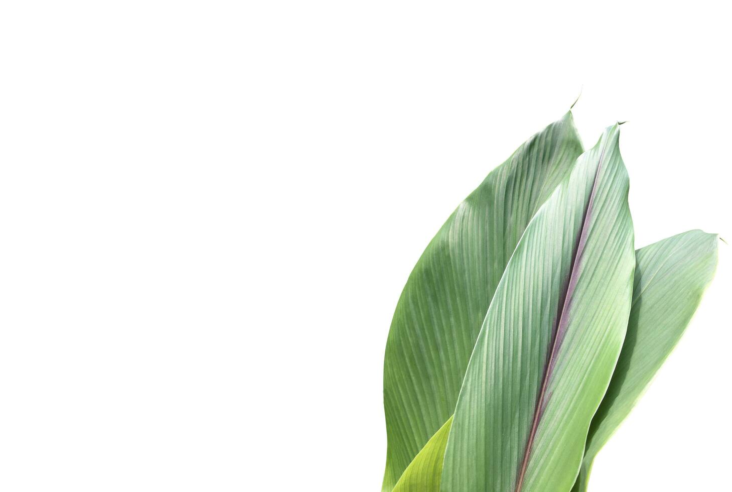 Turmeric leaf isolated on white background with clipping paths. photo