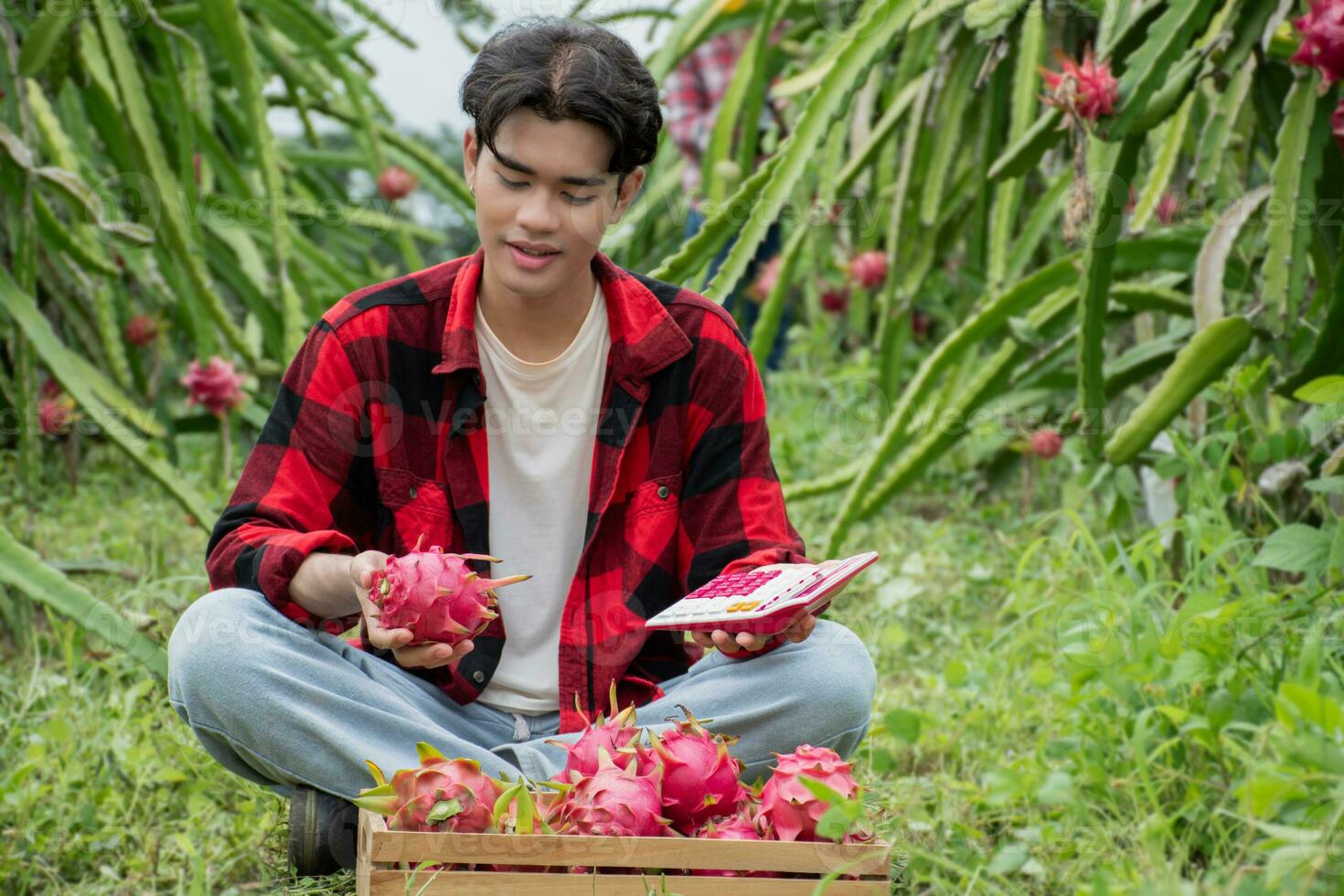 Young adult fruit vendor in plaid shirt is testing quality of dragon fruits and using a calculator to calculate the price of the fruits before trading with garden owner in a local dragon fruit garden. photo
