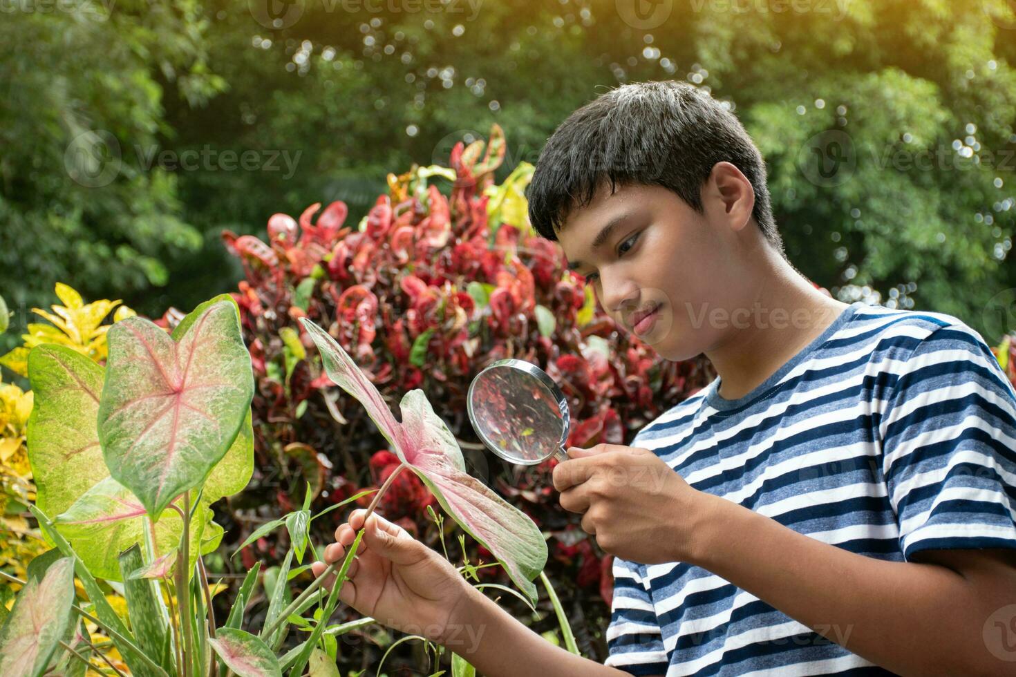 Young asian boy holds magnifying glass, looking through zoom lens to study pattern of houseplants and tiny insects which lived and crawled on plants during his free times, soft and selective focus. photo