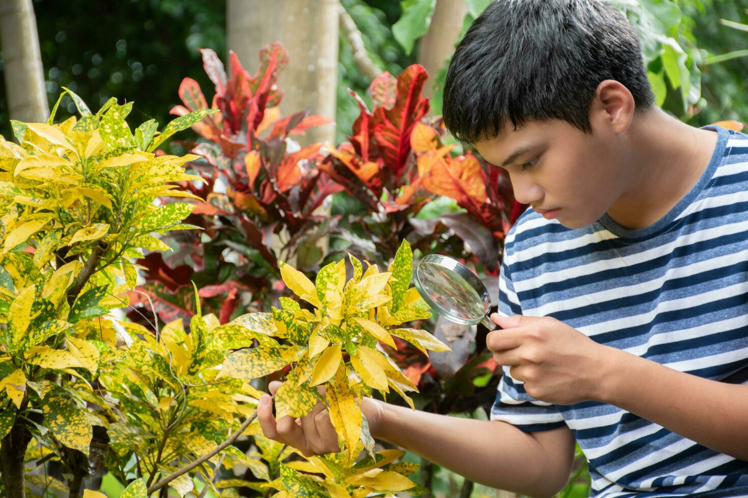 Young asian boy holds magnifying glass, looking through zoom lens to study pattern of houseplants and tiny insects which lived and crawled on plants during his free times, soft and selective focus. photo