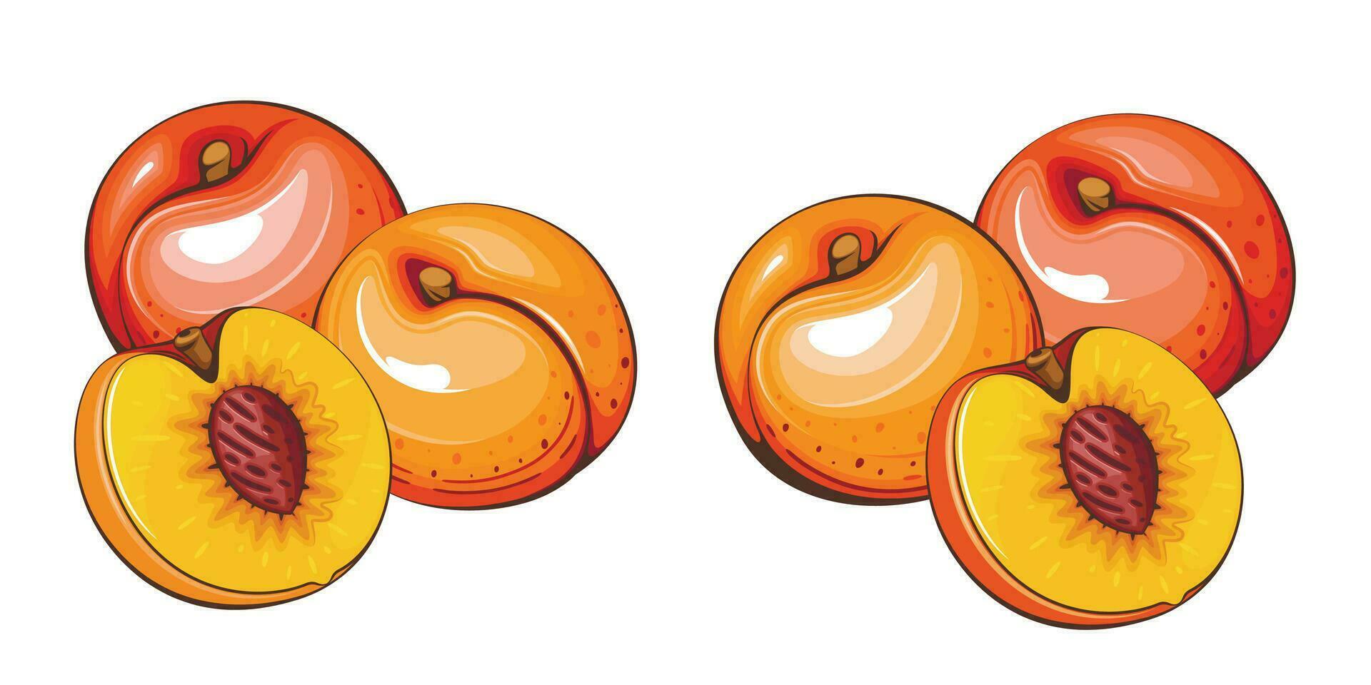 Apricot isolated vector illustration. Fruits colorful illustrations isolated on white background.  Fruit collection.