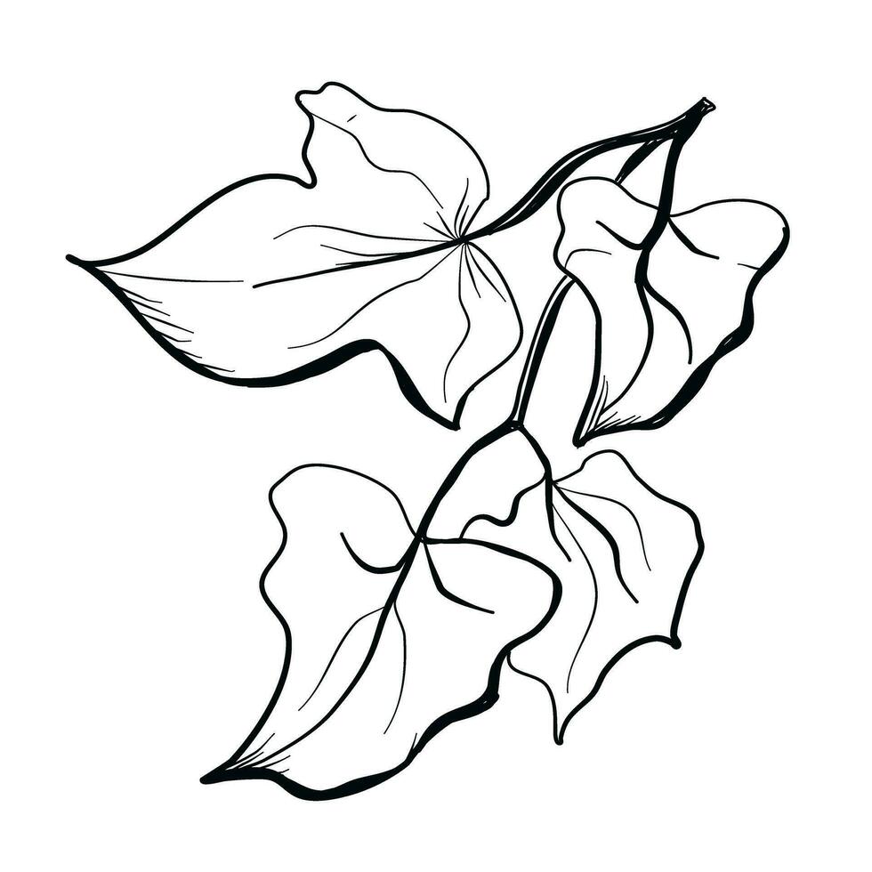 hiedra hojas, vino garabatear dibujo vector ilustración