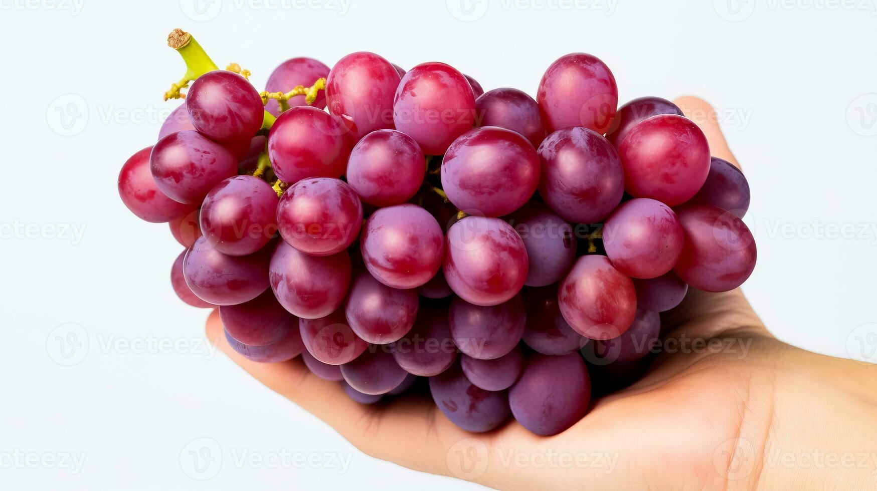 un mano participación un manojo de maduro uvas simbolizando el pico temporada de vino cosecha aislado en un blanco antecedentes foto