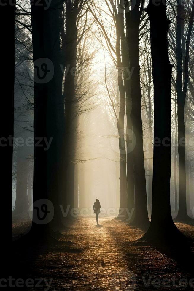 A serene silhouette of bare trees casting long shadows on a misty morning in November photo