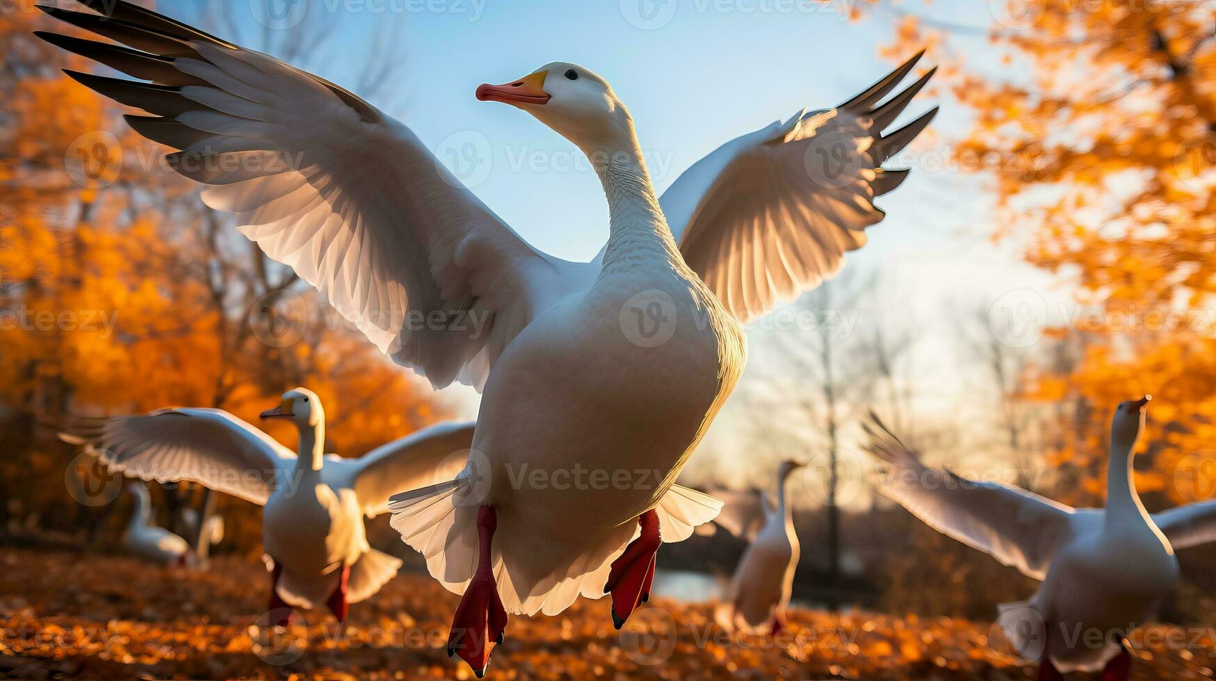A flock of geese soaring above golden autumn leaves symbolizing the annual migration of wildlife during fall photo