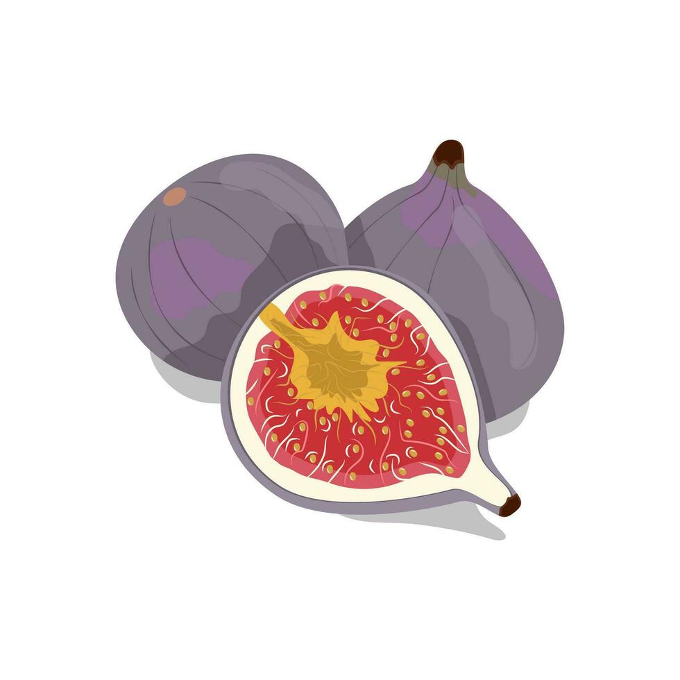 figs, a delicious ripe fruit useful for health vector