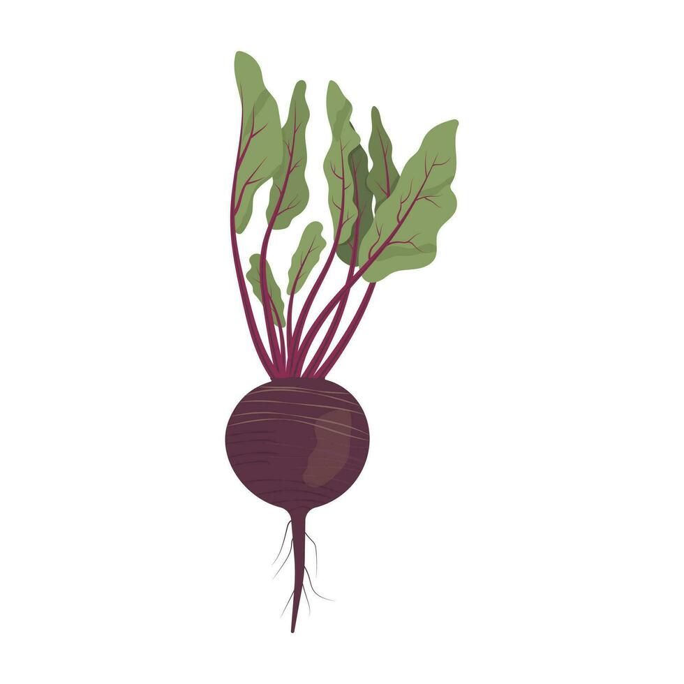 raíz de remolacha vegetal raíz vegetal vector