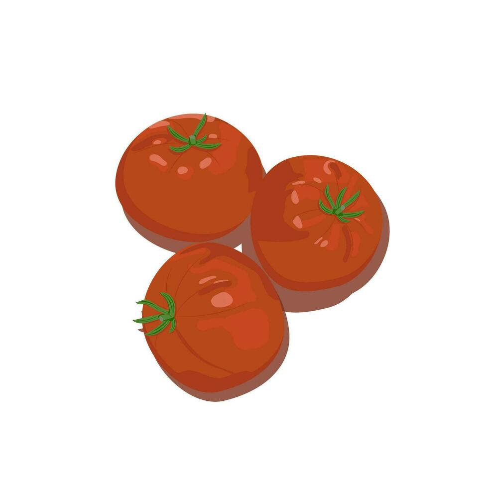 Tomatoes drawn in vector, sliced tomatoes and cherry tomatoes. vector