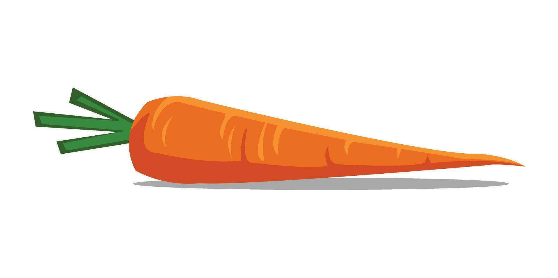 vector illustration carrot