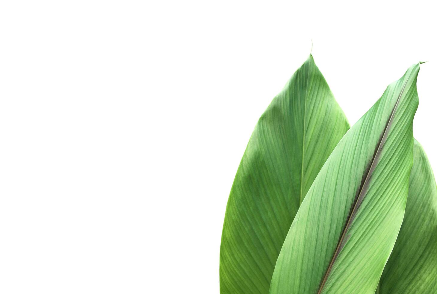 Turmeric leaf isolated on white background with clipping paths. photo