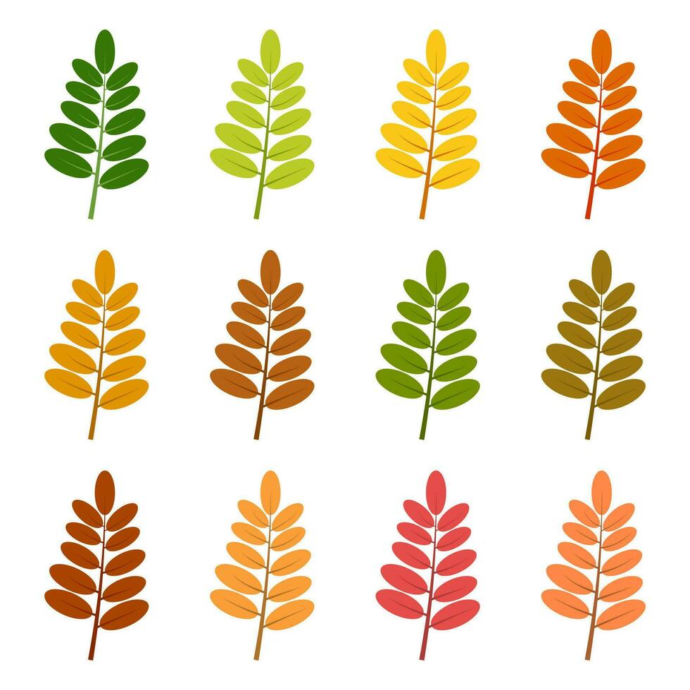 Set of twelve autumn leaves in different autumn colors. Vector illustration.