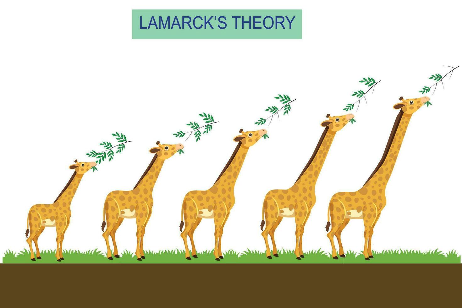 lamarck teoría de evolución de de jirafa cuello durante su toda la vida. vector