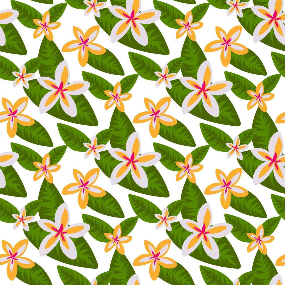 Pattern with plumeria flowers in yellow and white flowers with tropical leaves. Botanical texture with flowers in the form of stars in large green leaves on a white background print on textiles, paper vector