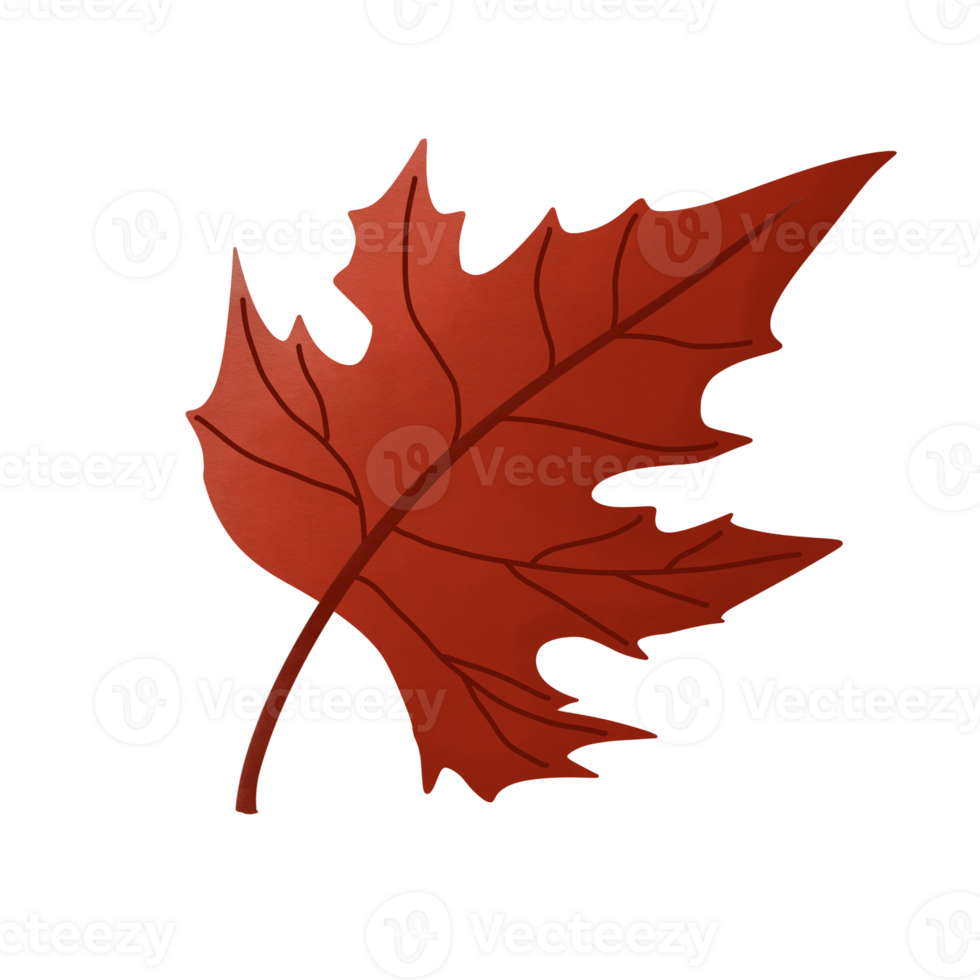 Maple leaves during Thanksgiving and Autumns png