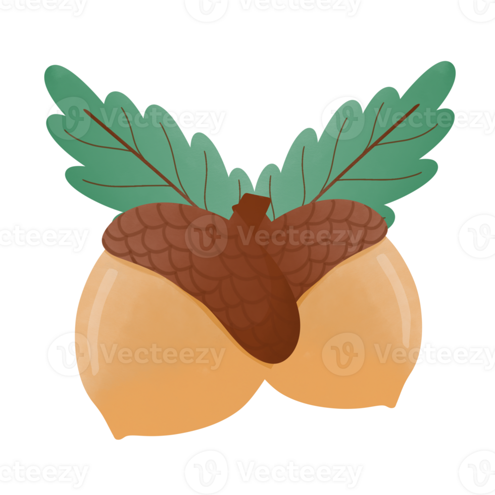 Hazelnuts in thanksgiving day  and Autumns png