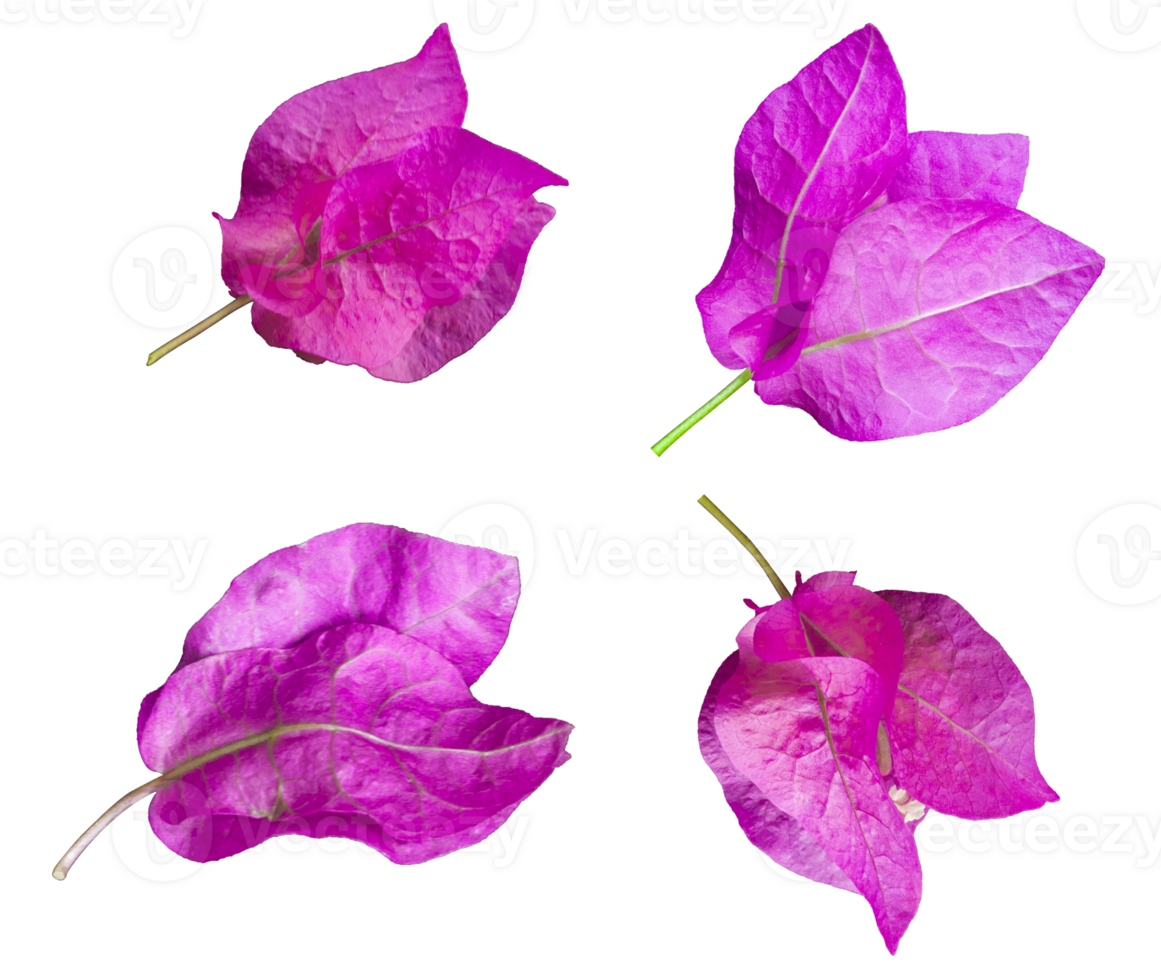 Pink Mediterranean Bougainvillea flowers collection isolated over a transparent background, vibrant floral design element PNG, png