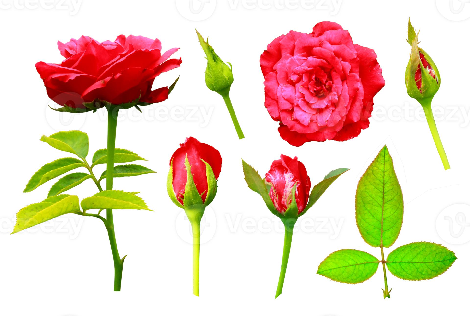 collection of beautiful red rose flowers, red rose buds, and leaves