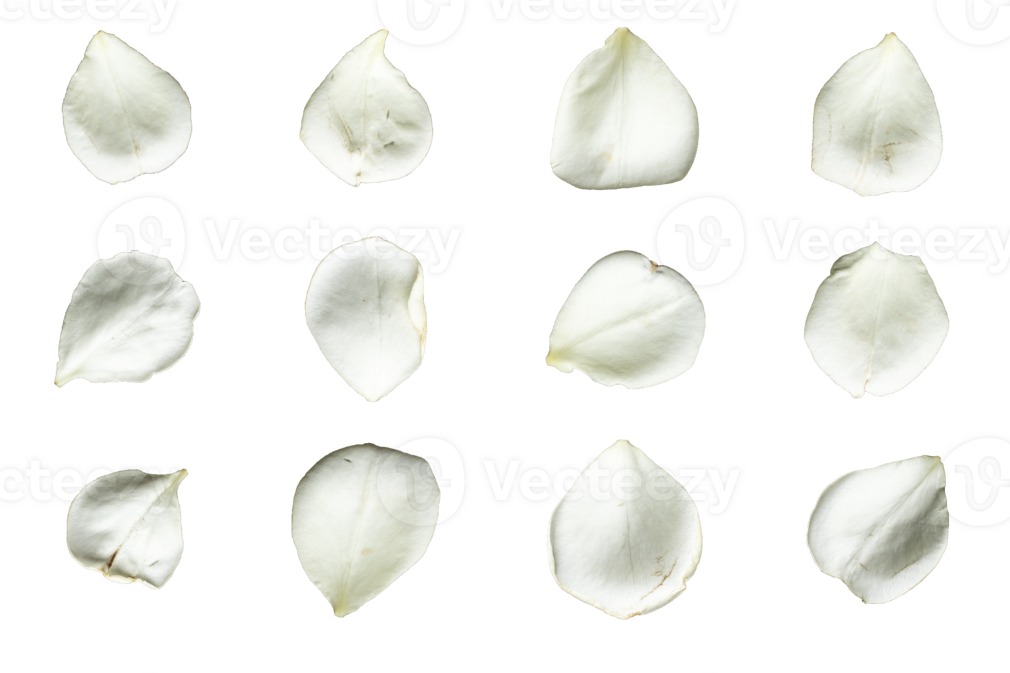 Set of 12 white rose petals on a transparent background png