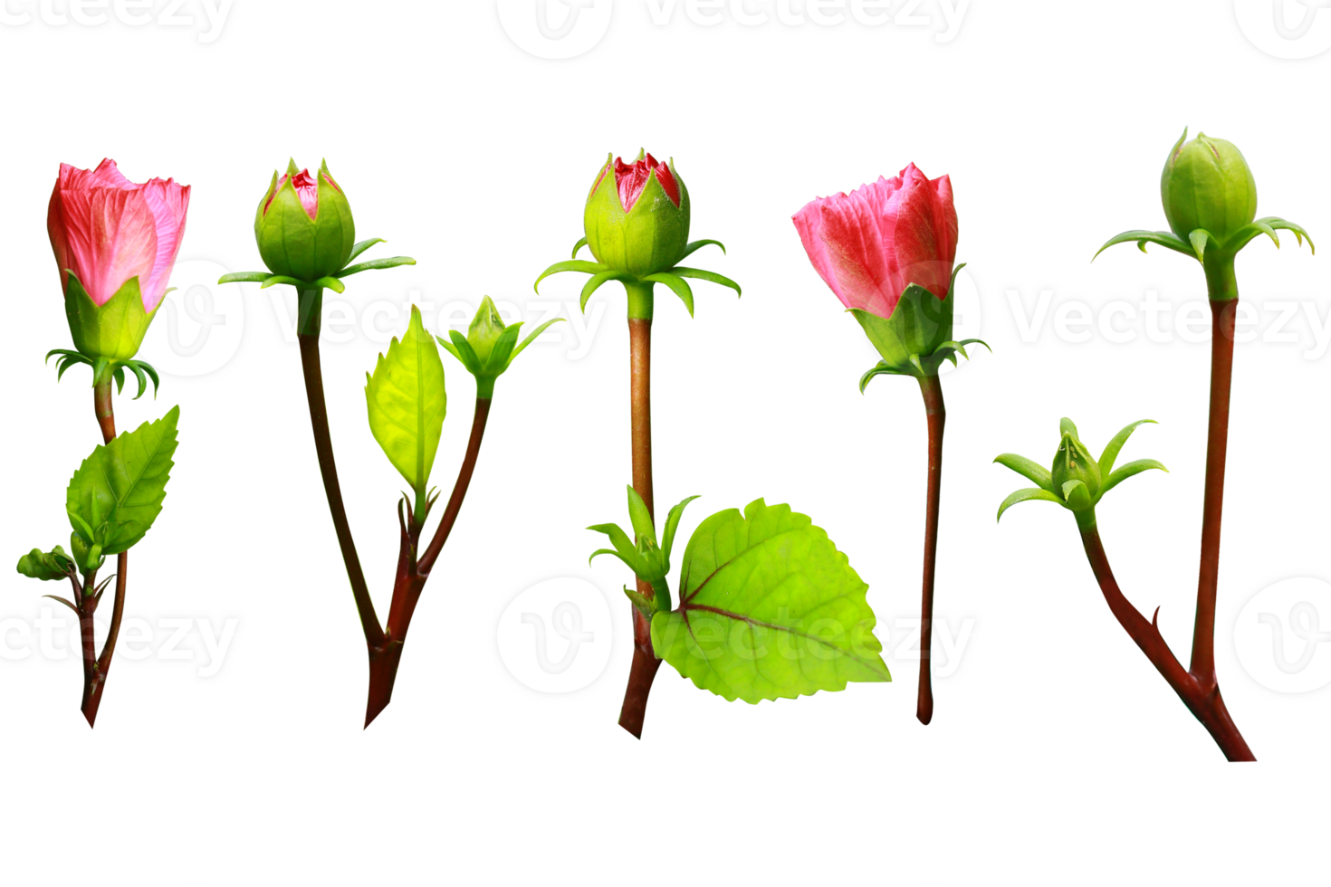 Collection of five different types of beautiful Shoeblackplant and buds over a transparent background, png