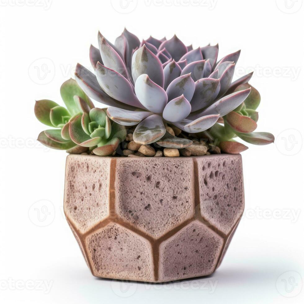 Graptoveria in a terracotta hexagonal pot with a speckled pattern in shades of purple AI Generated photo