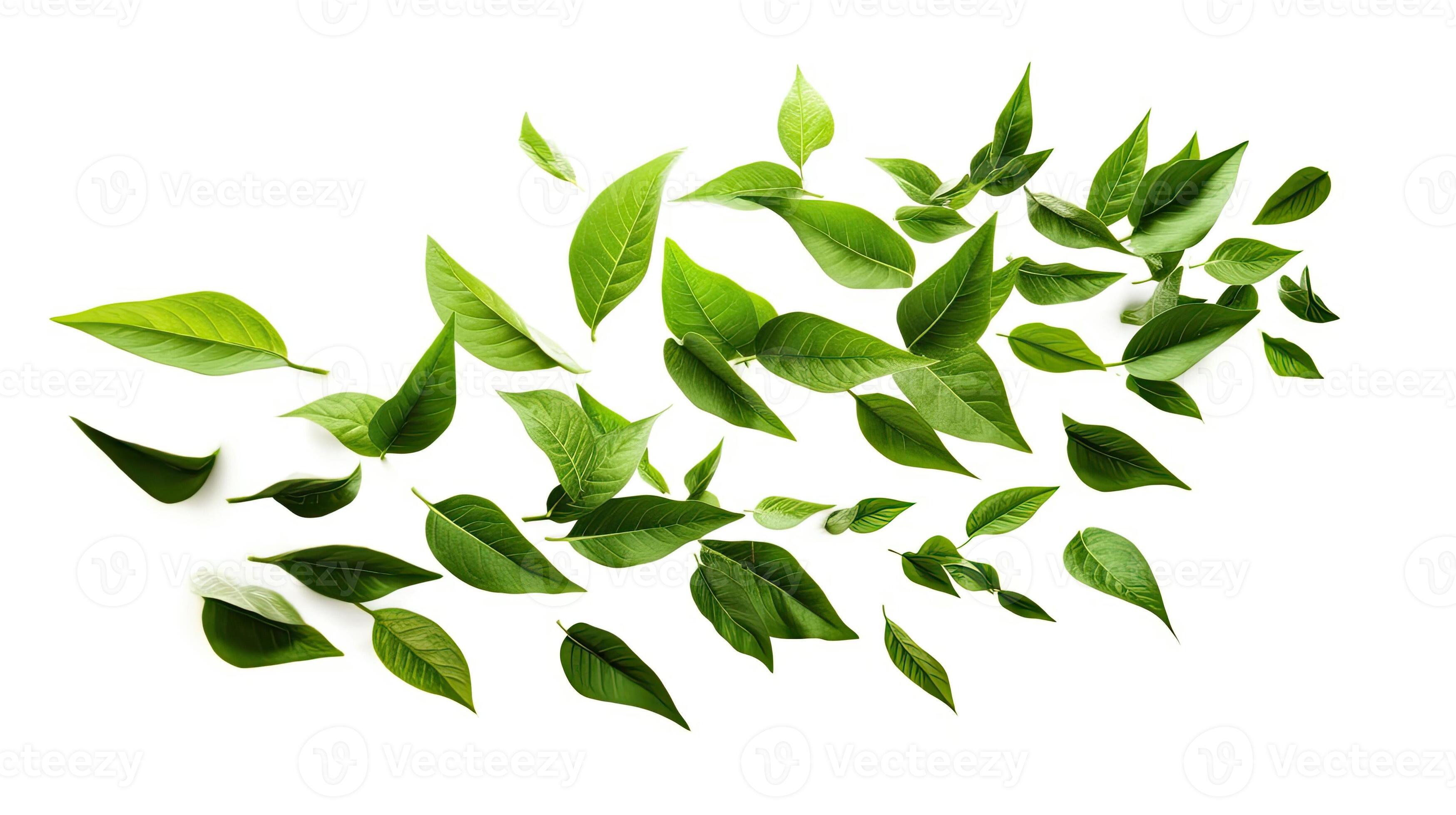 Green leaves, Green Floating Leaves Flying Leaves Green Leaf Dancing